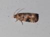 Lobesia botrana